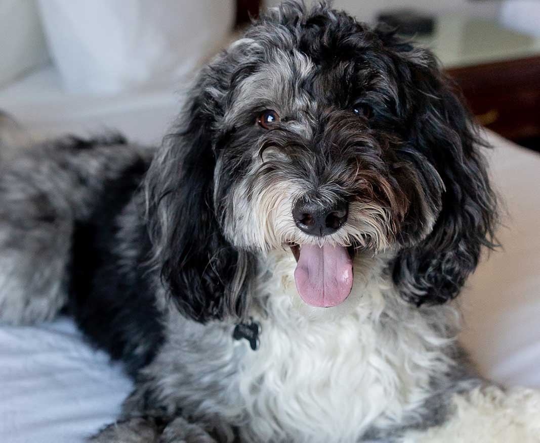 A dog enjoys his pet-friendly stay at Scott's Inn and Suites, happy on the bed.